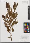 Foto von Salix caprea L. x Salix silesiaca Willd.